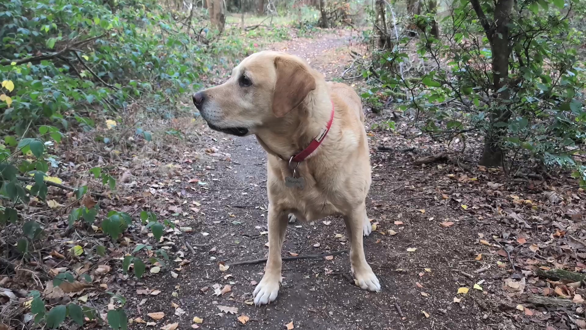 Capturing Ideas: From Voice Notes to Obsidian demonstration at 41.0s