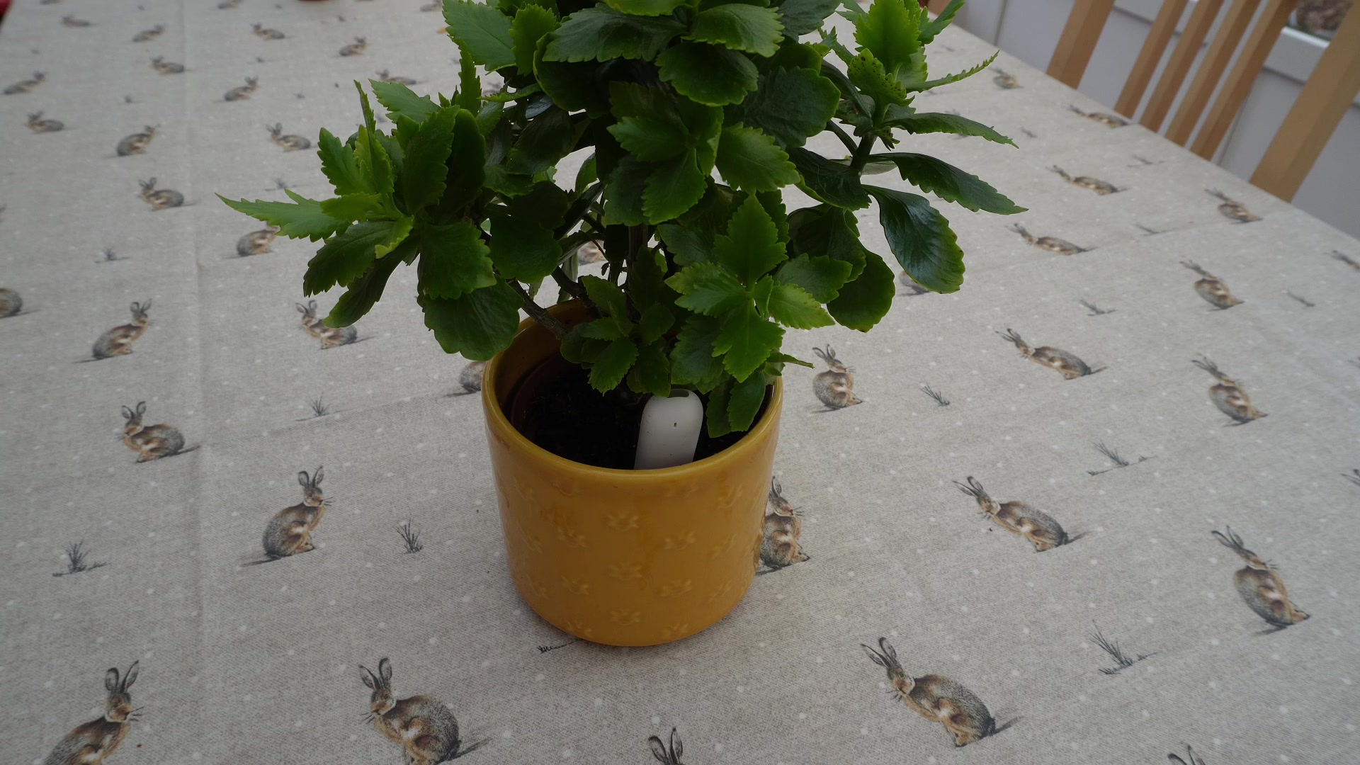 Exploring Secondary Dashboard Tabs (Mobile-Optimized) demonstration at 510.0s