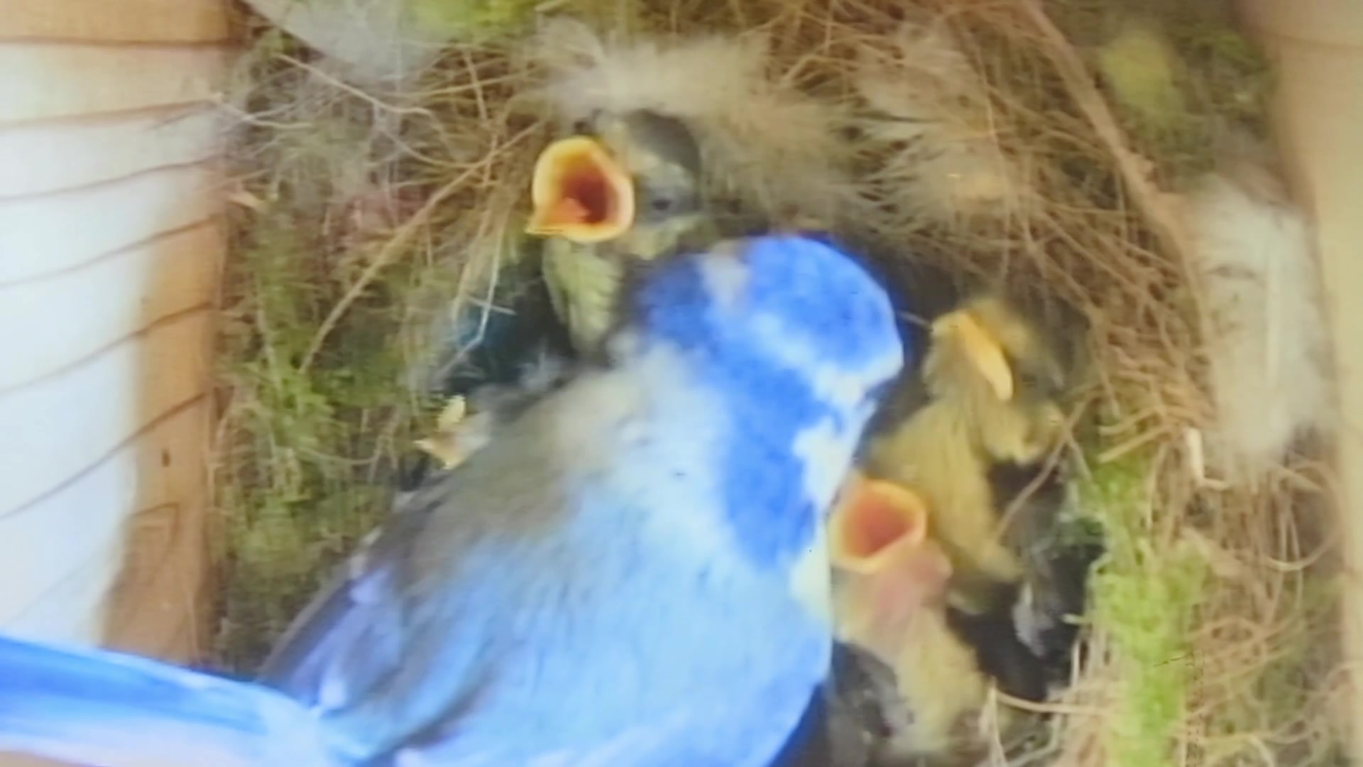 The Persistent Cat Problem demonstration at 20.0s